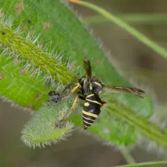 Parancistrocerus leionotus thumbnail 3