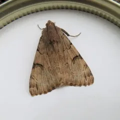 Drasteria ochracea thumbnail 3