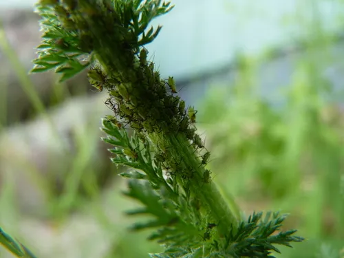 Yarrow Aphid