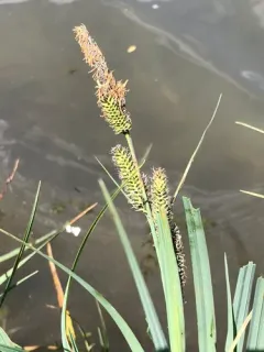 Nebraska sedge thumbnail 2
