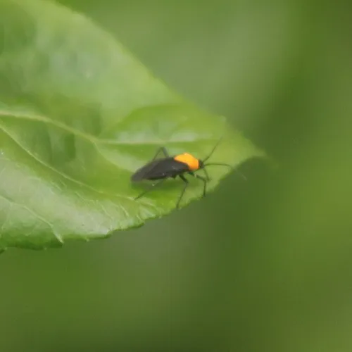 Prepops insitivus