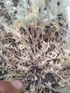 Lyall's Milkvetch thumbnail 3