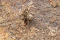 Northwestern Cellar Spider thumbnail 2