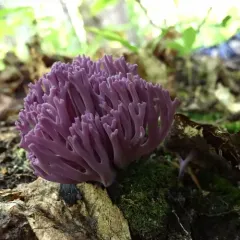 violet coral fungus thumbnail 4