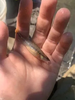 Slenderhead Darter thumbnail 2