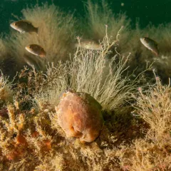 Sea Lemon thumbnail 3