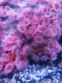 Californian Strawberry Anemone thumbnail 2