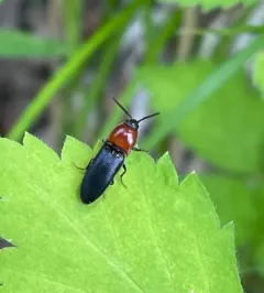 red-collared click beetle thumbnail 2
