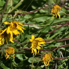 narrowleaf mule-ears thumbnail 3