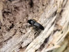 Isarthrus rufipes thumbnail 1
