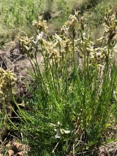 Sheldon's Milkvetch thumbnail 2