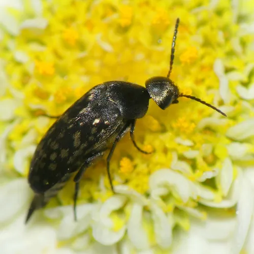 Blistered Tumbling Flower Beetle