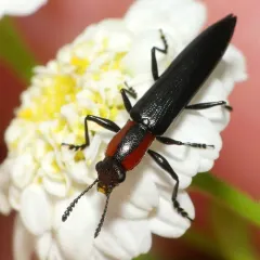 Slender Lizard Beetle thumbnail 3