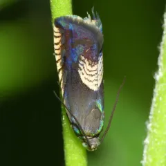 Three-lined Grapholita Moth thumbnail 4