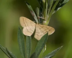 Scopula luteolata thumbnail 3