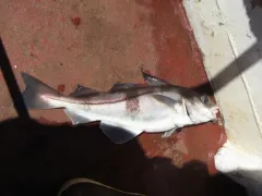 Haddock thumbnail 4
