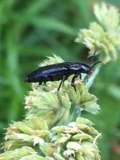 Lipped False Darkling Beetle thumbnail 3