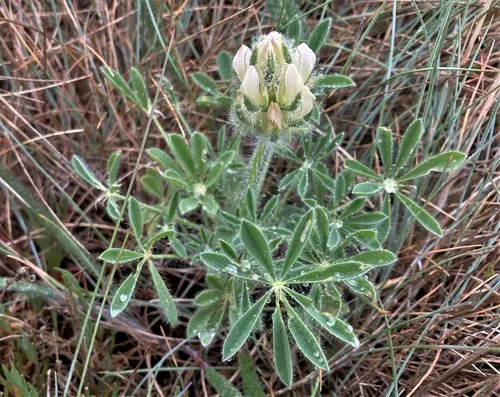 chick lupine