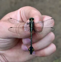 Skillet Clubtail thumbnail 4