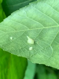 Caryomyia inclinata thumbnail 4