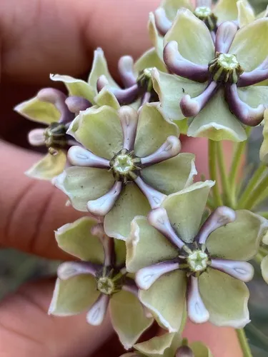 Antelopehorn Milkweed
