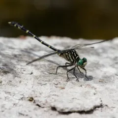 Eastern Least Clubtail thumbnail 2