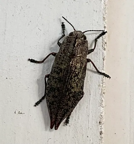 Eastern Poplar Buprestid Beetle