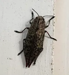 Eastern Poplar Buprestid Beetle thumbnail 1