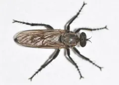 Lasiopogon opaculus thumbnail 2