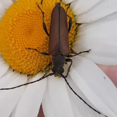 Trachysida mutabilis thumbnail 2