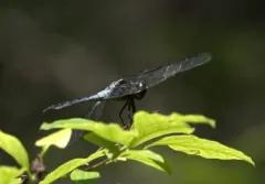 Bar-winged Skimmer thumbnail 2