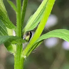 Honeylocust Treehopper thumbnail 2