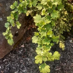 Canadian gooseberry thumbnail 2