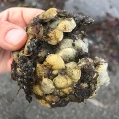 Common Whelk thumbnail 2