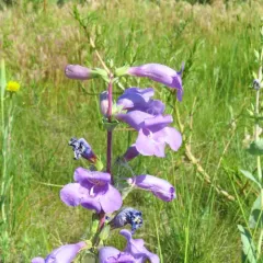 large-flowered beardtongue thumbnail 2