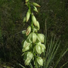Great Plains yucca thumbnail 4