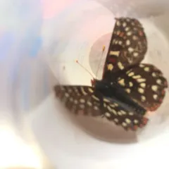 Snowberry Checkerspot thumbnail 2