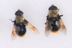 Vockeroth's Pond Fly thumbnail 1