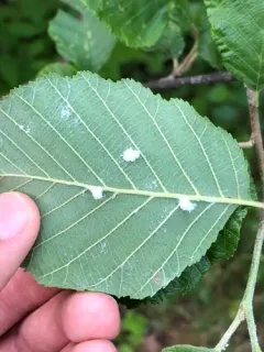 Psylla floccosa thumbnail 2