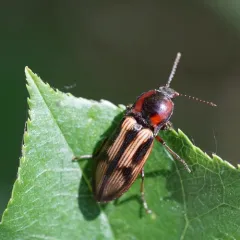 Festive Click Beetle thumbnail 3