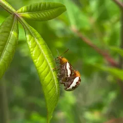 Sumac Flea Beetle thumbnail 2