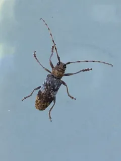 Oak Branch Borer thumbnail 3