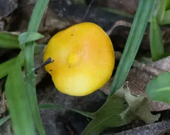 Golden Waxcap thumbnail 2