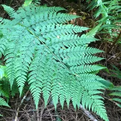 spreading wood fern thumbnail 4