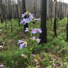 Wilcox's Penstemon thumbnail 4