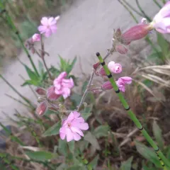 red campion thumbnail 1
