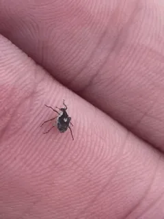 Phytobius leucogaster thumbnail 1