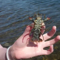 Signal Crayfish thumbnail 1