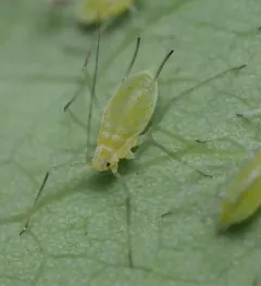 tuliptree aphid thumbnail 1