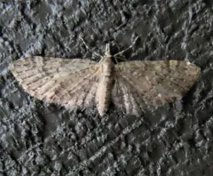 Eupithecia unicolor thumbnail 3